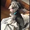 Thumbnail photo of Simon-Adopted #2