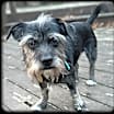 Thumbnail photo of Simon-Adopted #3