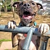 Thumbnail photo of Ripley #1