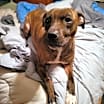 Thumbnail photo of Ripley #3