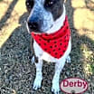 Thumbnail photo of Derby #4