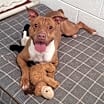 Thumbnail photo of Marigold! Sweet, Smiley Girl! #1
