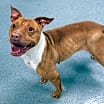 Thumbnail photo of Marigold! Sweet, Smiley Girl! #3