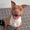 Thumbnail photo of Marigold! Sweet, Smiley Girl! #4