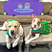 Thumbnail photo of Josie (Dog of the Month) #3
