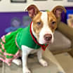 Thumbnail photo of Josie (Dog of the Month) #2