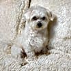 Thumbnail photo of Pinky Lee (FL) #2