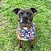 Thumbnail photo of Figgy Pudding #1