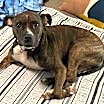 Thumbnail photo of Rosie #2