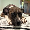 Thumbnail photo of Rosie #3