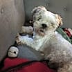 Thumbnail photo of Timmy - NDMR TN #1