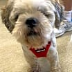 Thumbnail photo of Timmy - NDMR TN #2