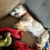 Thumbnail photo of Timmy - NDMR TN #4