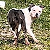 Thumbnail photo of Trixie #2