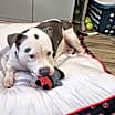 Thumbnail photo of Trixie #3