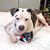 Thumbnail photo of Trixie #4