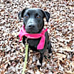 Thumbnail photo of Raisen #3