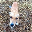 Thumbnail photo of Penny #3