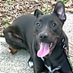Thumbnail photo of Rocky aka Ace #2
