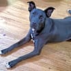 Thumbnail photo of Rocky aka Ace #3