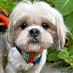 Thumbnail photo of Toby #1