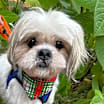 Thumbnail photo of Toby #2