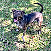 Thumbnail photo of Midnight aka Milo #4