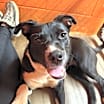 Thumbnail photo of Susie #1
