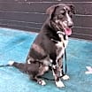 Thumbnail photo of Whiskey-Adoption Pending #2