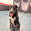 Thumbnail photo of Whiskey-Adoption Pending #3