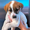 Thumbnail photo of Border Collie-Pyrenees mix pu #1