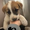 Thumbnail photo of Border Collie-Pyrenees mix pu #2