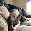 Thumbnail photo of Chunky Talbot #2