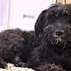 Thumbnail photo of Blackberry #3