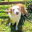 Thumbnail photo of Hannah (Carter County Aussies) #4