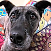 Thumbnail photo of Athena #4