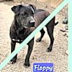 Thumbnail photo of Floppy #1