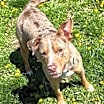 Thumbnail photo of Misha #1