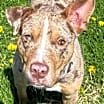 Thumbnail photo of Misha #2