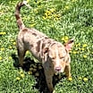 Thumbnail photo of Misha #3