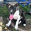 Thumbnail photo of FLETCH #1