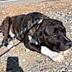 Thumbnail photo of FLETCH #3