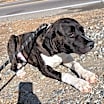 Thumbnail photo of FLETCH #4