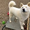 Thumbnail photo of Bolt #1