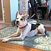 Thumbnail photo of Babybel #2