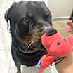 Thumbnail photo of Jack #2