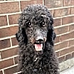 Thumbnail photo of Rex #1