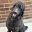 Thumbnail photo of Rex #2
