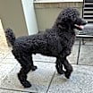 Thumbnail photo of Rex #3