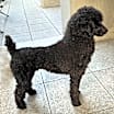 Thumbnail photo of Rex #4
